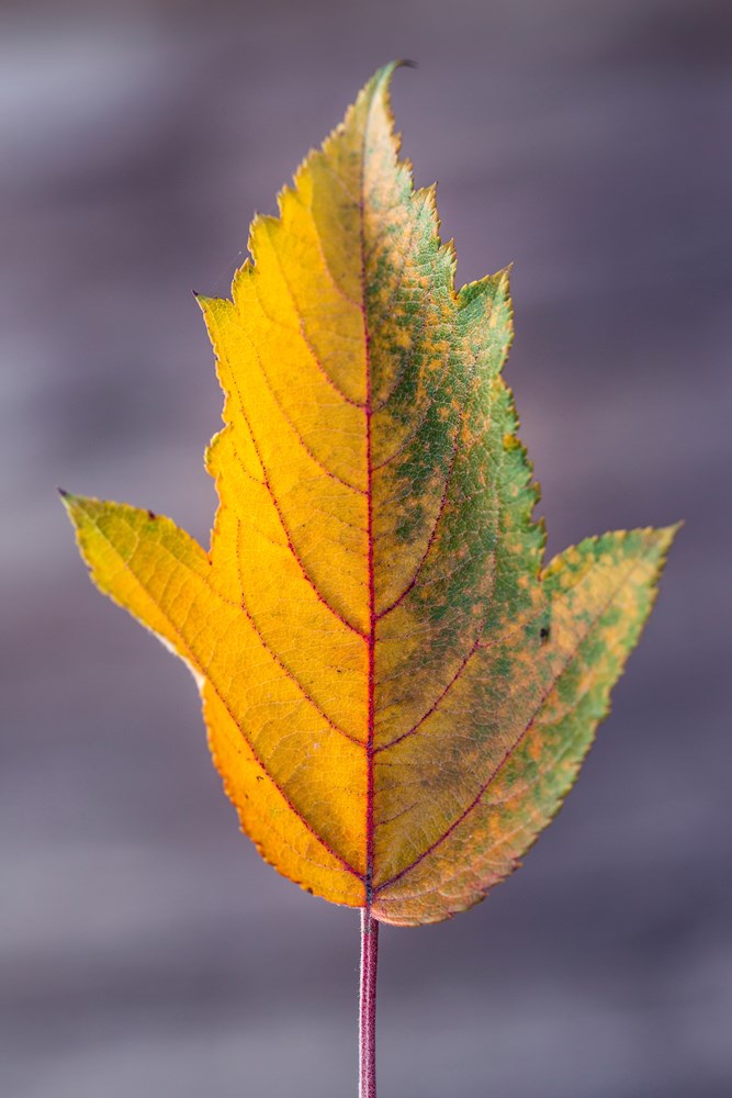 Website/Plants/2144398769/Images/Gallery/M.Wychwood Ruby - Autumn leavesSC-1.0.jpg